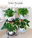 Double-Layer Metal Plant Stand — Multi-Layer Floor Display (1 pack)