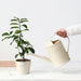 2-litre Long-Spout Watering Can — Durable Plastic with Ergonomic Handle